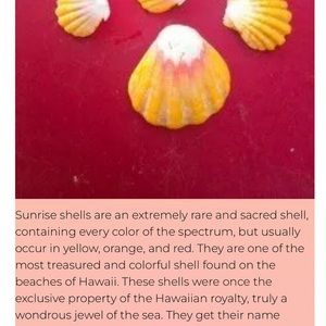 Hawaiian sunrise shell